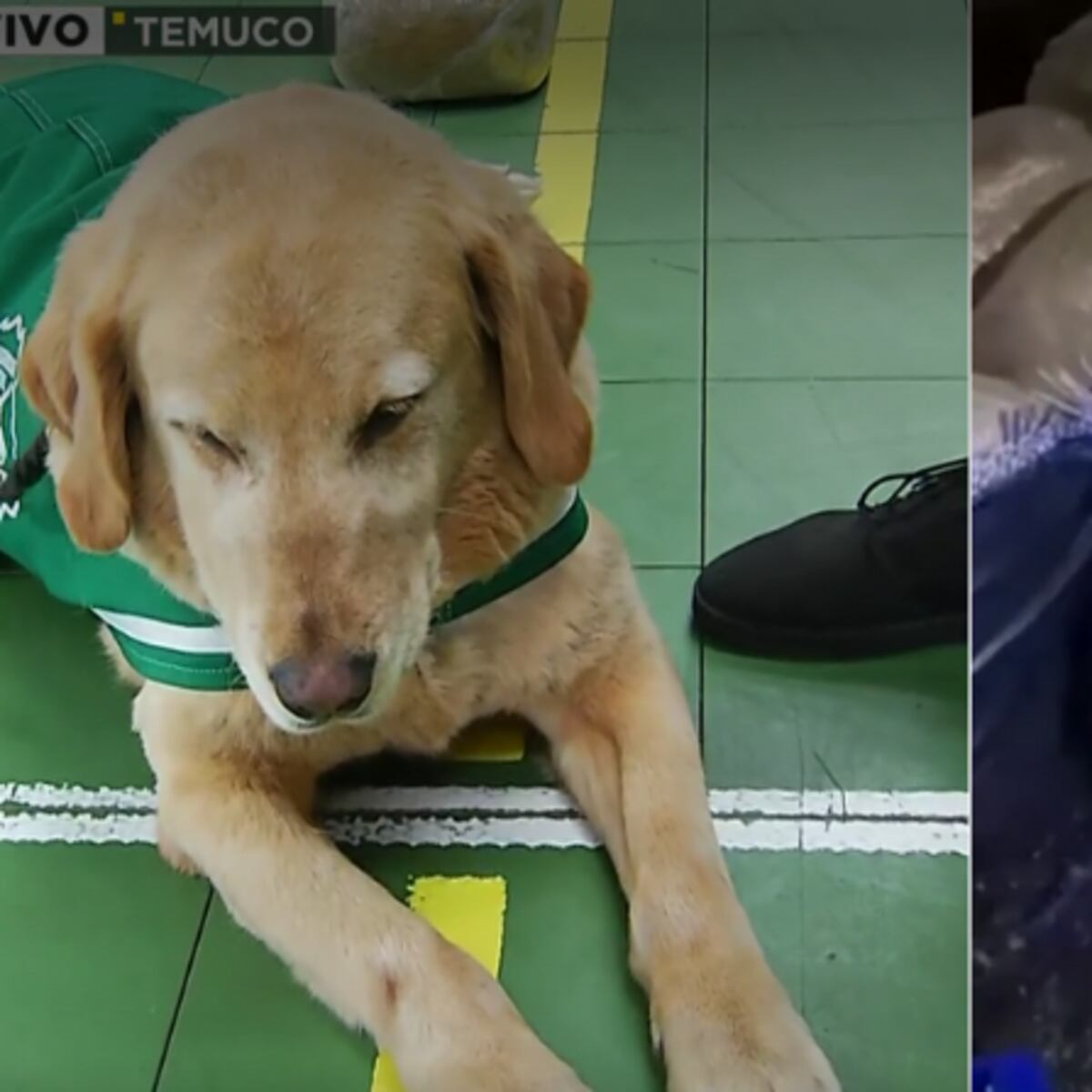 Perro de Carabineros detecta histórico cargamento de drogas en La Araucanía Perro de Carabineros detecta histórico cargamento de drogas en La Araucanía