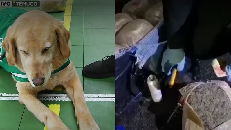 Perro Dubai de Carabineros da con histórico cargamento de droga | Captura: Meganoticias