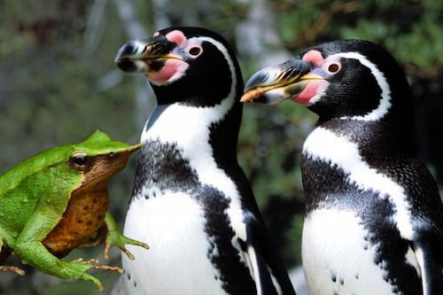 ¿Sin protección?: Ranita de Darwin y Pingüino de Humboldt, las dos especies icónicas de Chile en medio del debate ambiental