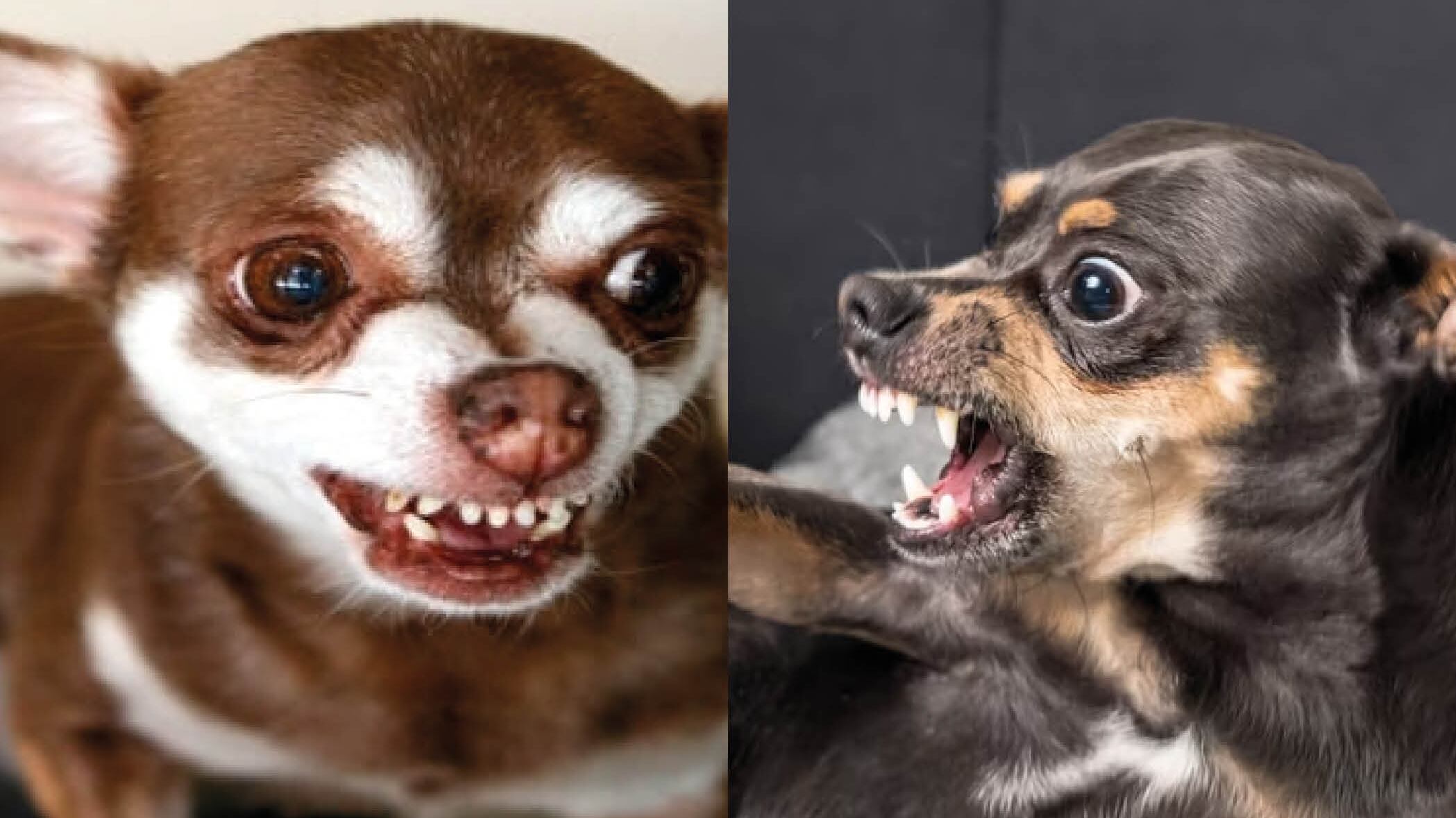 Nuevo estudio determina que los perros son más agresivos en los días calurosos, ¿a qué se debe?