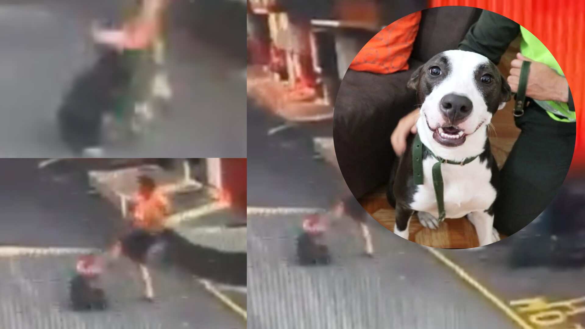 Animal fue brutalmente golpeado.