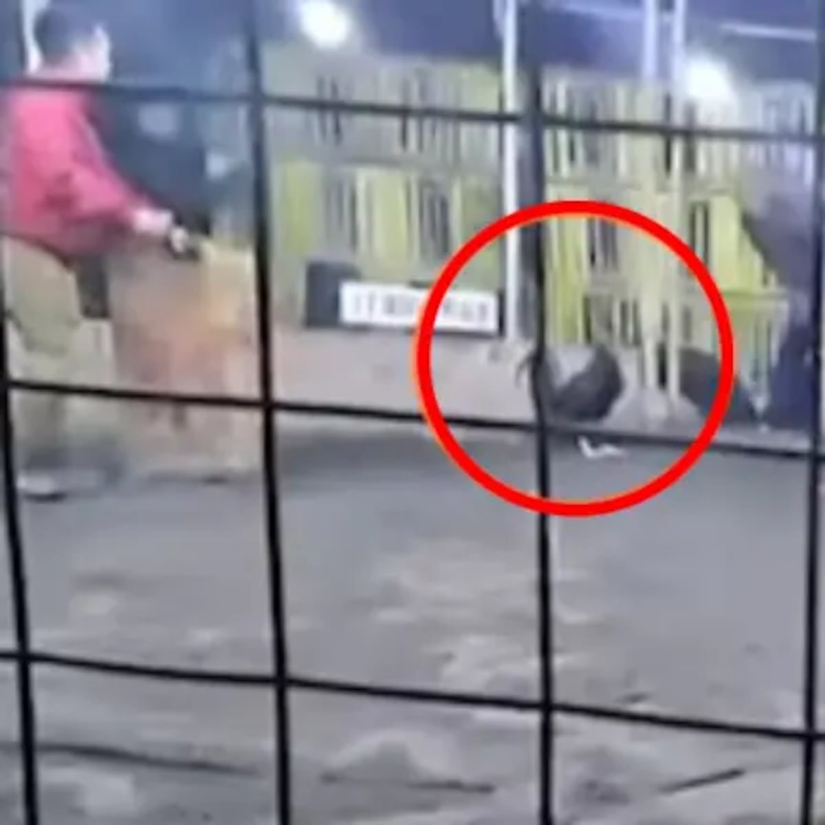 Hombre fallece por ataque de gallo en Perú Hombre fallece por ataque de gallo en Perú