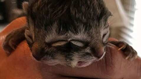 Nace gato de dos caras en Chile