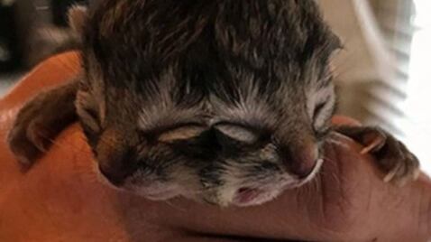 Nace gato de dos caras en Chile