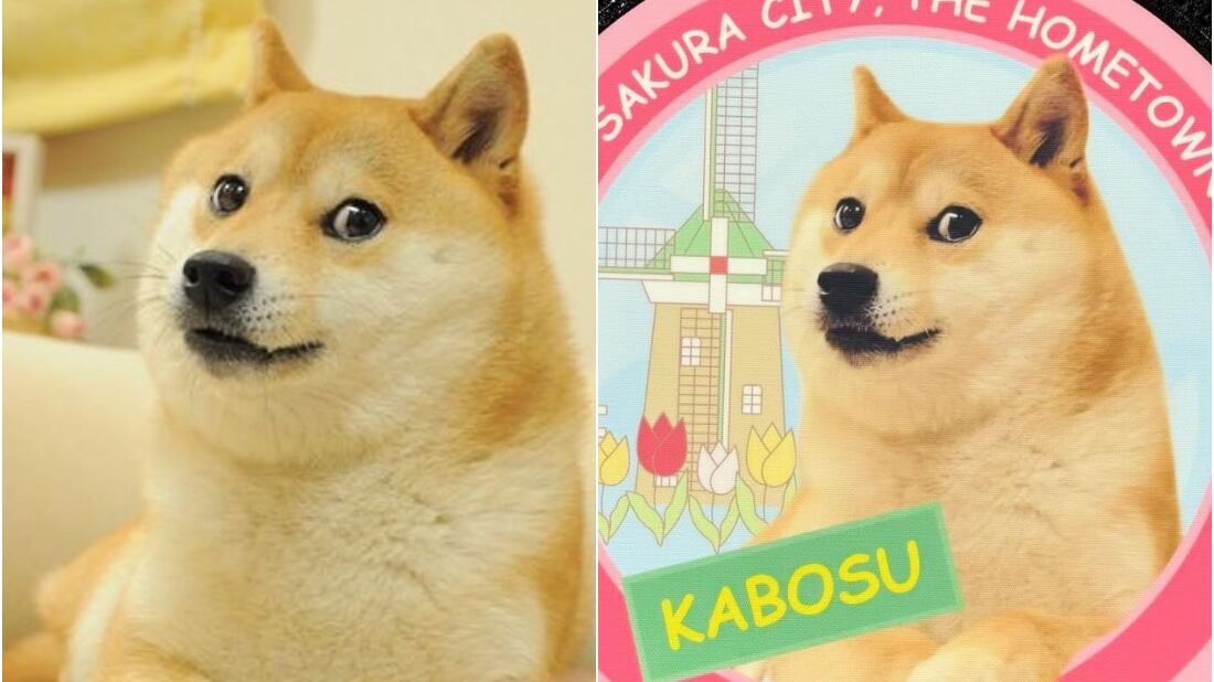 Muere Kabosu, el perrito de los memes