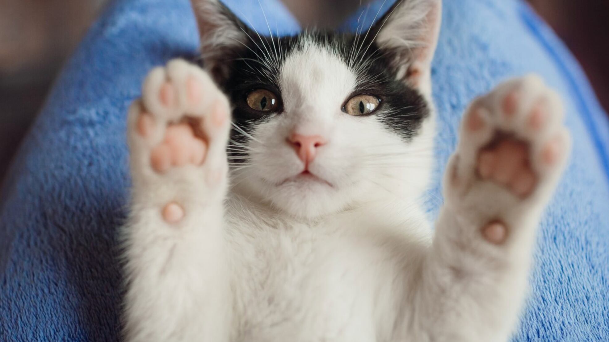 Son de las mascotas más inteligentes