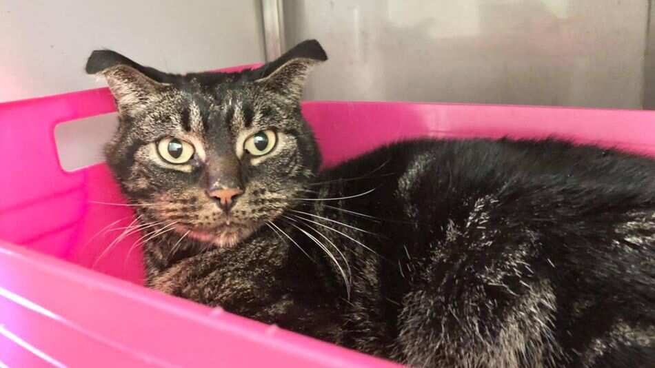 El gato en su estado actual.