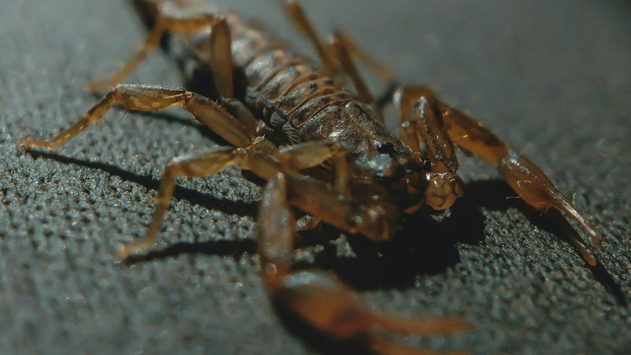 El número de casos por picaduras de alacrán aumentan durante la temporada de calor en Jalisco. UNSPLASH/ ERIK AQUINO