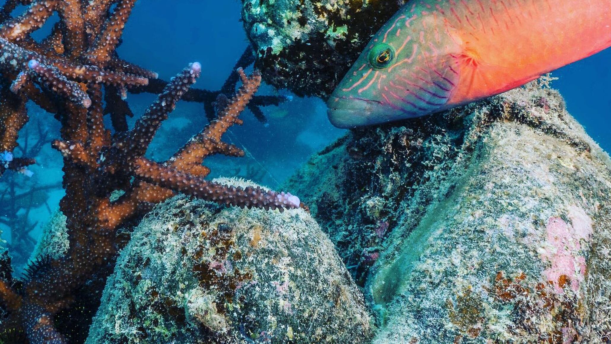 Esculturas submarinas