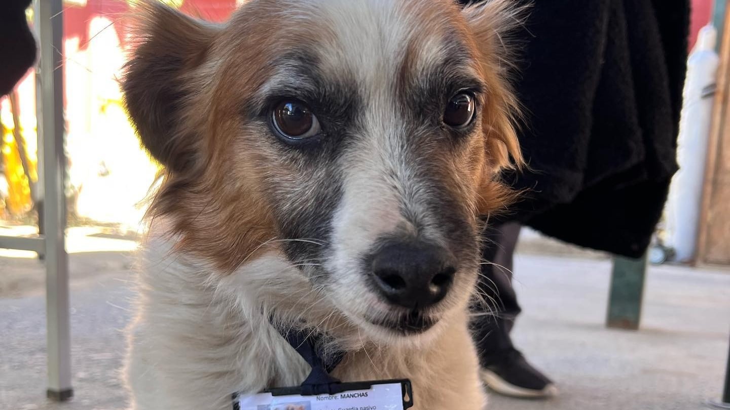 "Manchas" se hizo famoso tras ser adoptado por los funcionarios del cesfam de La Estrella