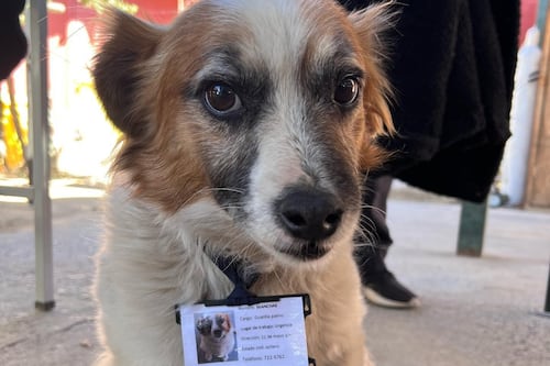 “Manchitas me alegraba los días”: muerte de mascota del Cesfam de La Estrella genera conmoción en redes sociales