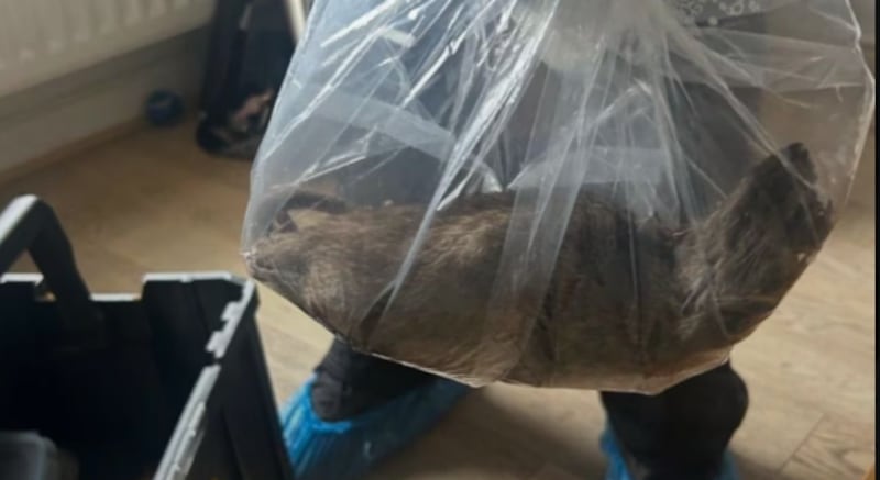 Rata en Reino Unido.