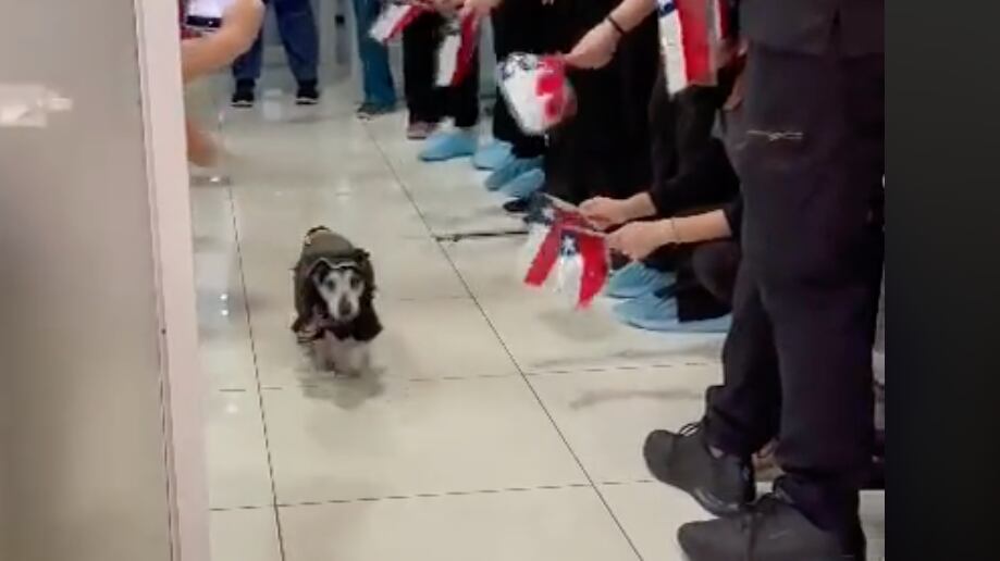 Perrito fue dado de alta tras estar 22 días en la UCI