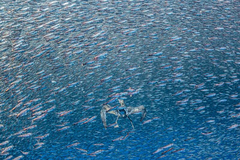 Conoce las imágenes ganadoras del Environmental Photography Award 2026, organizado por la Prince Albert II of Monaco Foundation. Foto: Magnific.