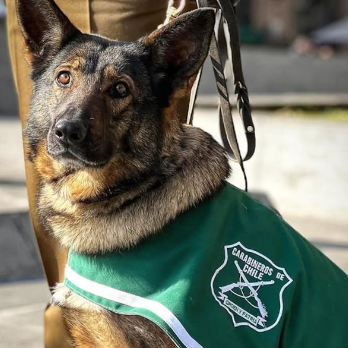 Carabineros honran a sus perros en el Día Mundial del Perro de Trabajo Carabineros honran a sus perros en el Día Mundial del Perro de Trabajo