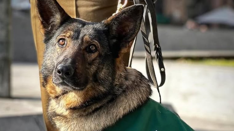 Héroes de cuatro patas: Brigada canina de Carabineros es homenajeada por el Día Mundial del Perro de Trabajo