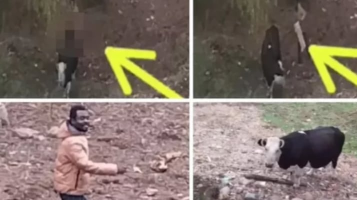 A principios de mayo cuando se viralizó en redes sociales el intento de abuso sexual que realizó un ciudadano haitiano contra una vaca en el sector de Aguas Negras, en Curicó. Hechos que fueron detectados a tiempo por un vecino, al revisar las cámaras de seguridad.
Fue así como el residente encaró al sujeto, quien logró darse a la fuga, pero fue detenido horas más tarde por carabineros, debido que tenía otras causas pendientes.
En el video se observa como el hombre llega a donde está la vaca y se coloca justo detrás de ella. Incluso tomó un banquillo para quedar a su altura, consignó Bío Bío.
Según contó al citado medio, el extranjero, el sujeto tocó a la vaca, aunque no alcanzó a lograr su cometido de violara, tras ser sorprendido.
La concejala de Curicó por el Partido Humanista, Paulina Bravo, en tanto, también se hizo parte de la denuncia puesto que el hombre es “un peligro para la sociedad”.
“Para mí este hecho visibilizado en redes sociales y en virtud del sujeto es un peligro para la sociedad. Hay que investigar, tomar las acciones respectivas, porque puede causar esta acción con otros animales, también con personas, expresó.
Además, agregó que “estas acciones (...) que salen de la ética, la moral, las buenas costumbres, son hechos para considerar y tomarlo en cuenta para investigación”.
Radio Bío Bío se comunicó con Carabineros para consultar sobre lo ocurrido, desde donde se manifestó que no se puede ingresar como tal una denuncia por zoofilia, puesto que no hay pruebas consistentes.
Además, actualmente en nuestro país la zoofilia no es considerada un delito como tal, por lo cual estos actos de abuso pasan a ser un tipo de “maltrato animal”, que sería por lo cual se podría investigar un caso.