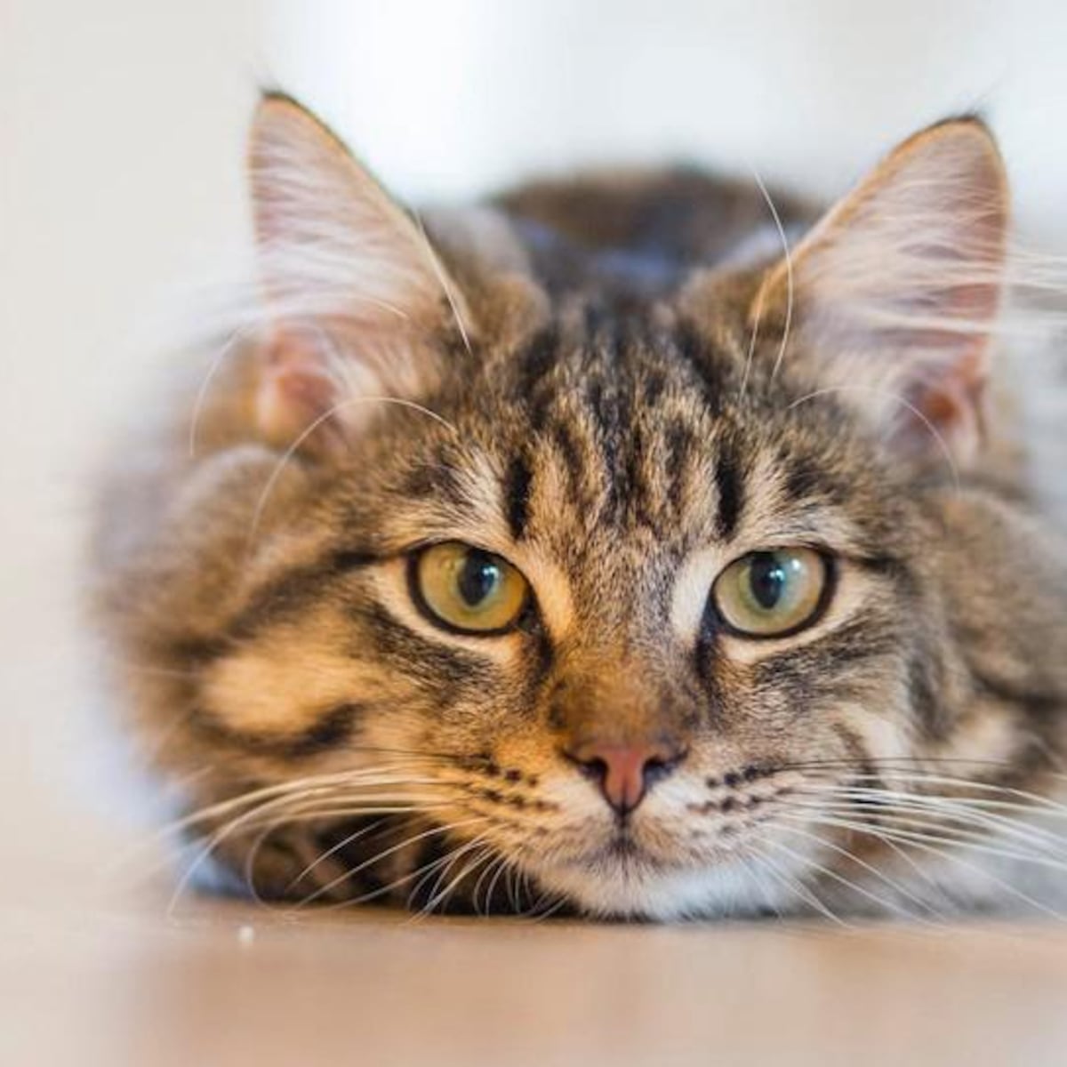 Detienen a hombre por cazar gatos en Los Andes Detienen a hombre por cazar gatos en Los Andes