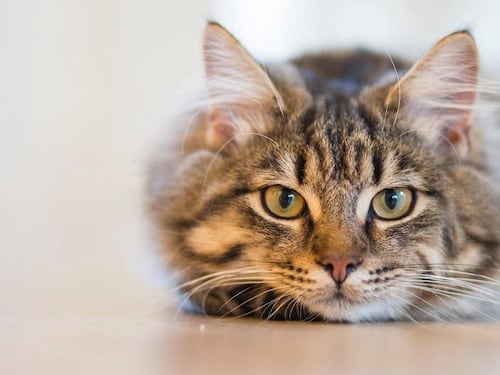 Macabro: Alarma en Los Andes tras detención de hombre que cazaba gatos