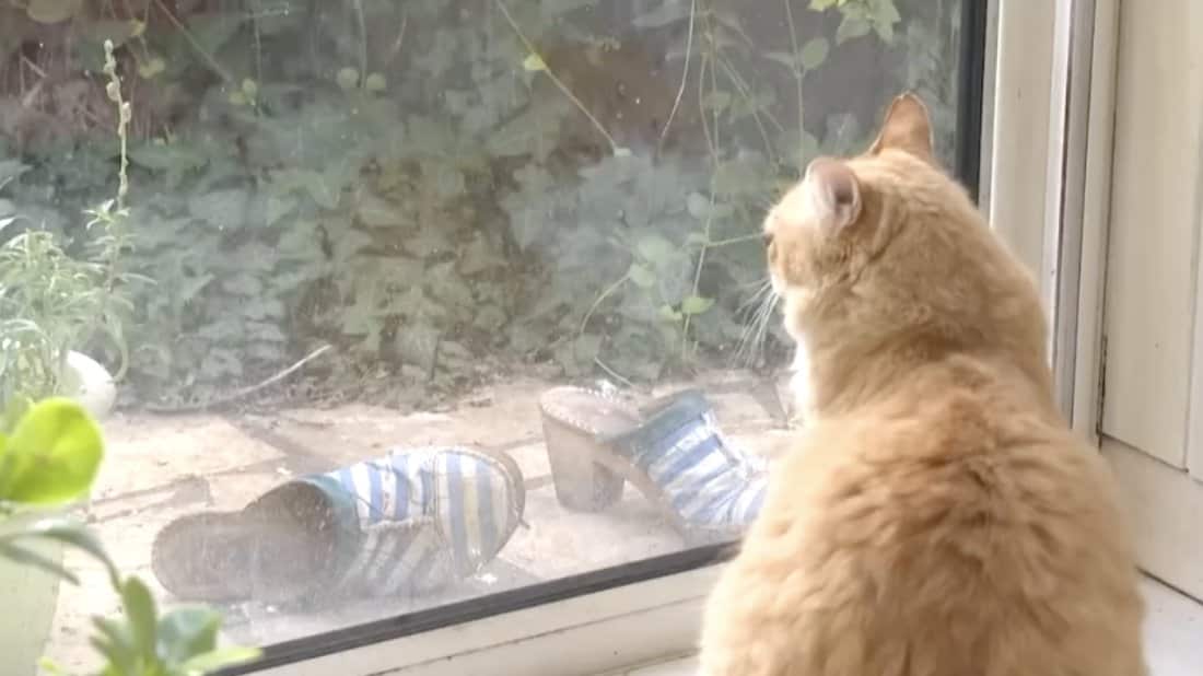 Rémi vive bajo encierro total: su conducta cambió, presenta estrés y episodios de agresividad por no poder salir al exterior.