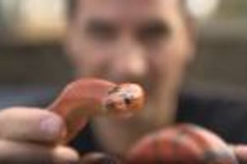 Me inyecto veneno de serpientes para salvar vidas