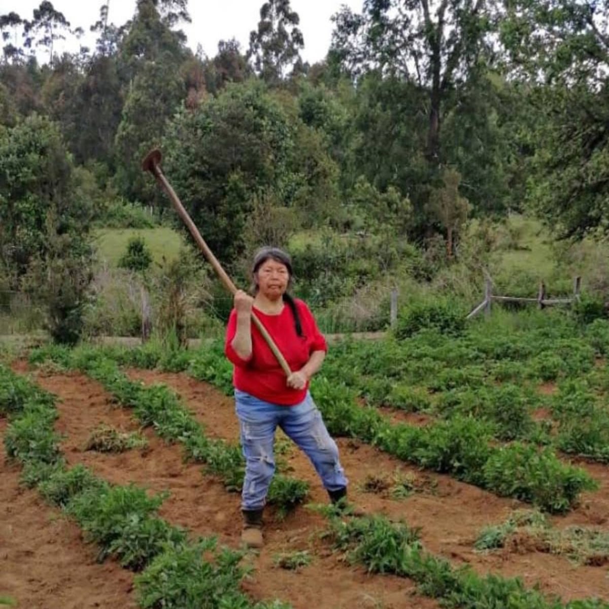 Testimonio adulto mayor defendido por Julia Chuñil Testimonio adulto mayor defendido por Julia Chuñil