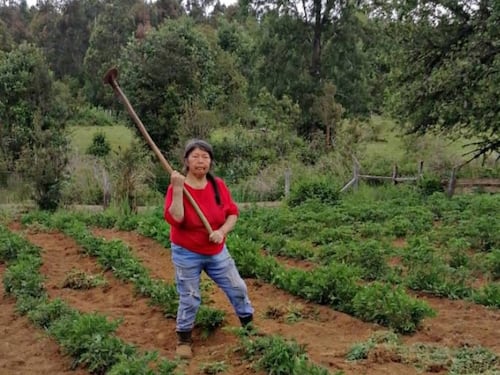 “Me puso un cuchillo puntiagudo en mi cuello”: El testimonio del adulto mayor al que defendió Julia Chuñil