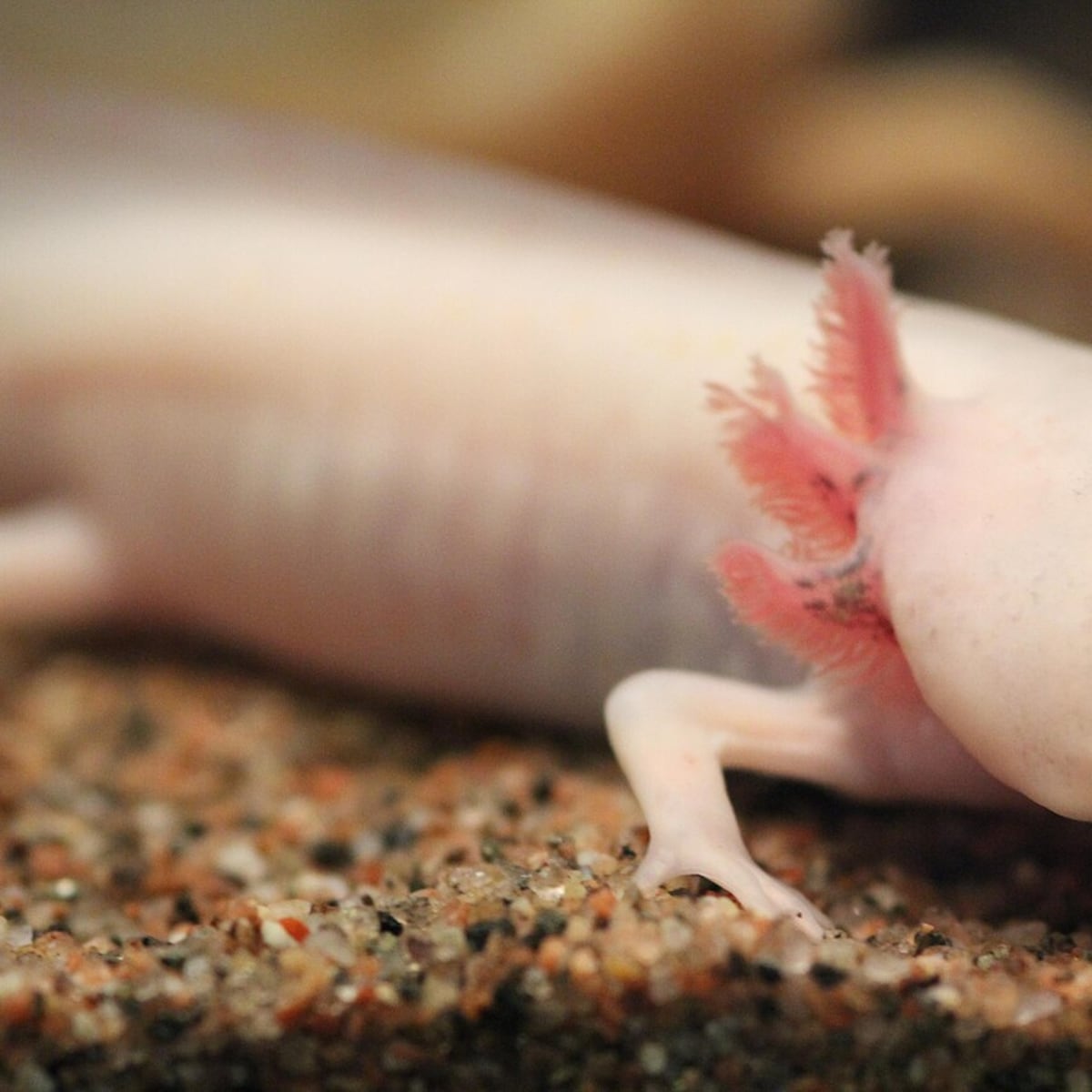 Gen del ajolote y regeneración humana Gen del ajolote y regeneración humana