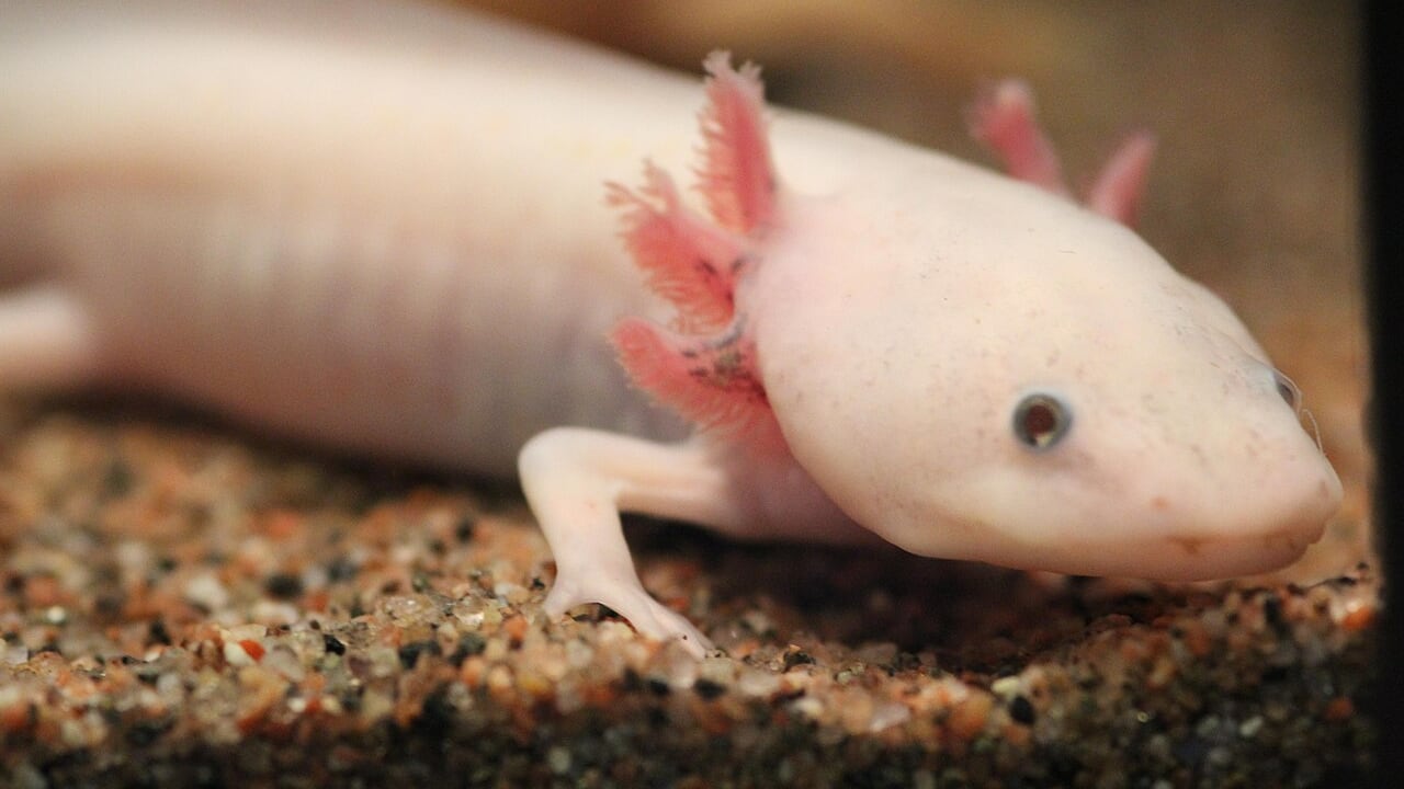 Un nuevo estudio científico abre la puerta a terapias que algún día permitirían regenerar extremidades humanas, inspirándose en la sorprendente biología de animales como el ajolote. Foto: Wikipedia.