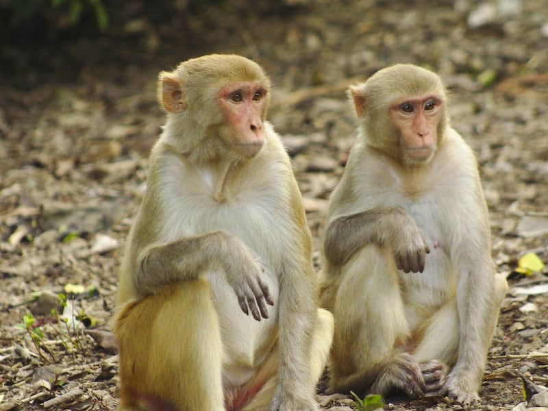 Explotación animal: empresas tailandesas usan monos para recolectar frutas 
