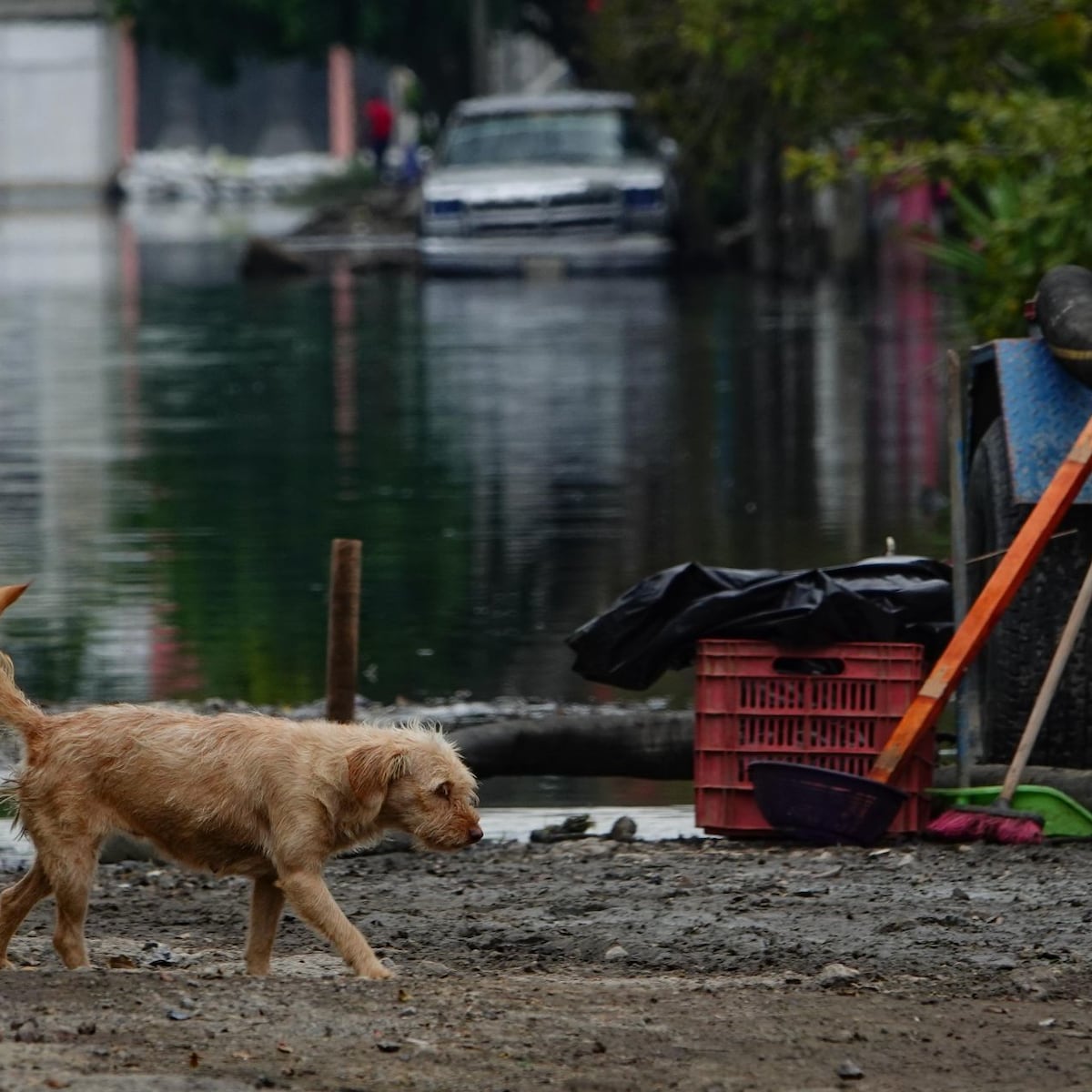 Fallece en hospital adulto mayor denunciado por abusar sexualmente a sus perros Fallece en hospital adulto mayor denunciado por abusar sexualmente a sus perros