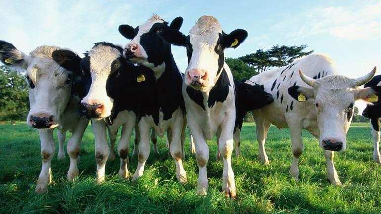 la Fiebre Q es uno de los riesgos de la ganadería.