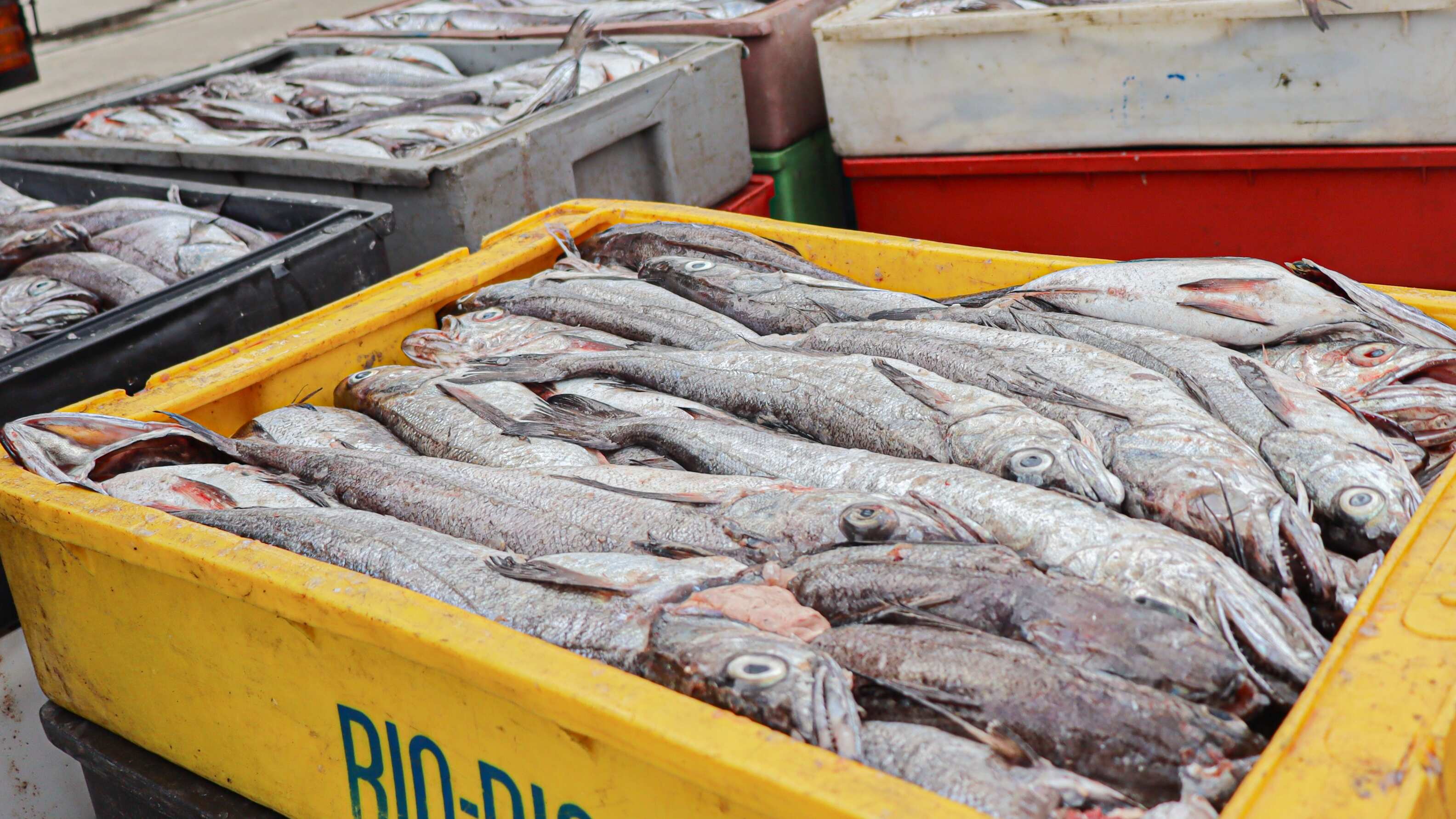 En Semana Santa aumenta el consumo de pescados y mariscos en el país.