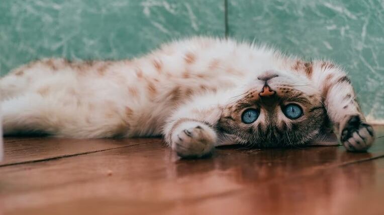 Los gatos son de las mascotas más adorables