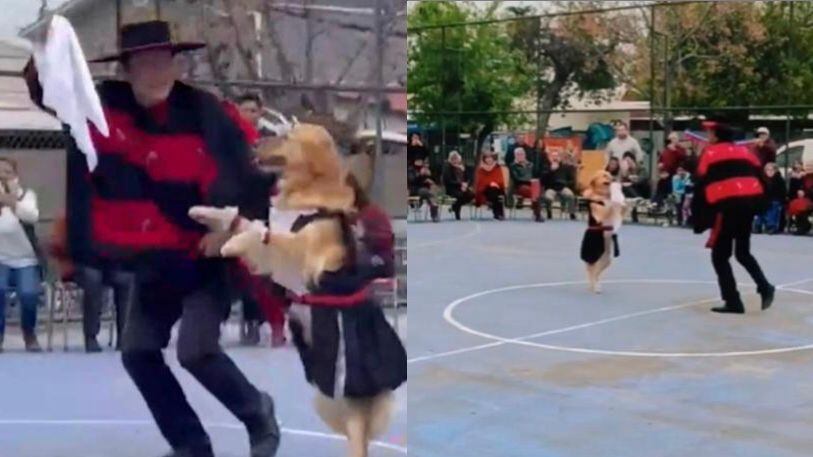 perrita baila cueca