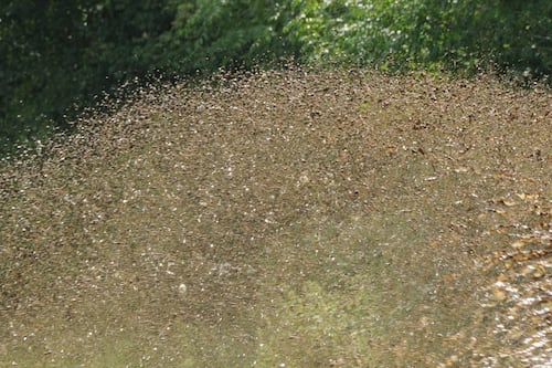 “Podías sentir las gotas golpeándote”: viajaban en su auto luego del almuerzo cuando comenzaron a caer excrementos desde el cielo