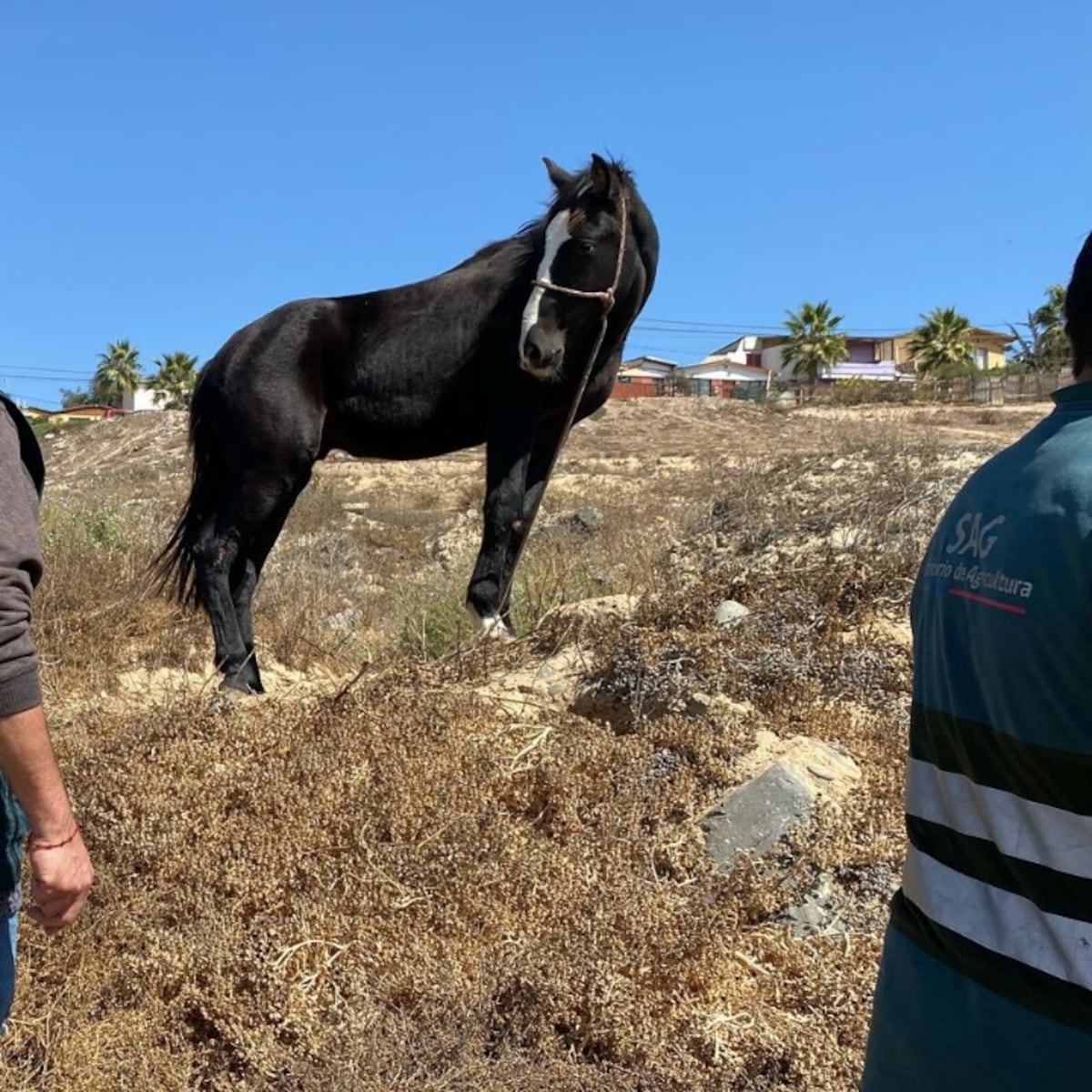 Detenido dueño de caballos por maltrato animal en Coquimbo Detenido dueño de caballos por maltrato animal en Coquimbo