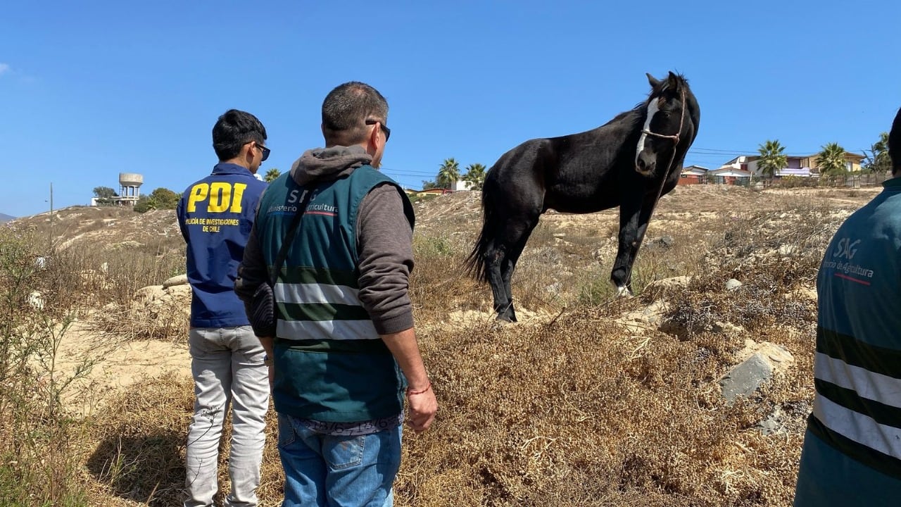 Caballos maltratados en Coquimbo