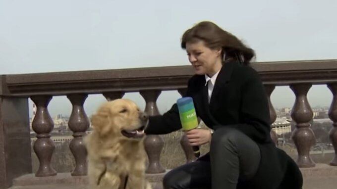 Un perro robó el micrófono de una periodista.