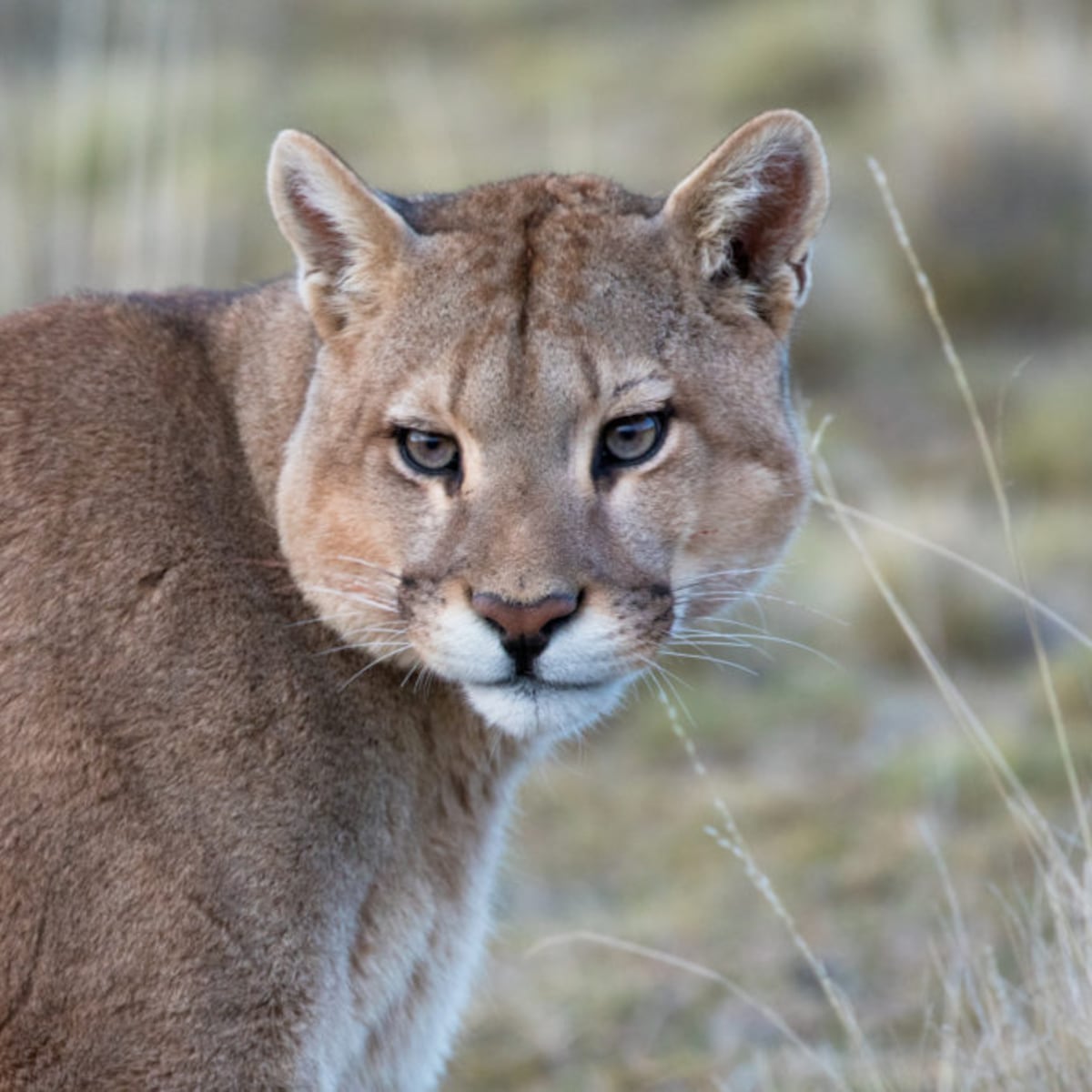 Investigan brutal muerte de puma desmembrado en Torres del Paine Investigan brutal muerte de puma desmembrado en Torres del Paine