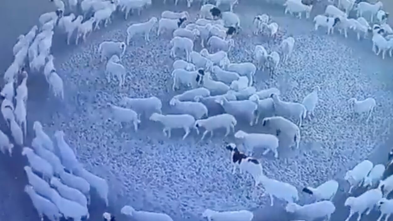 Decenas de ovejas caminan en círculos y nadie sabe por qué