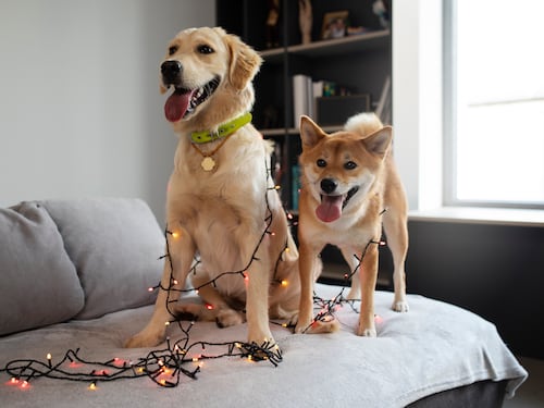 Los perros afectan la calidad del aire interior de los hogares