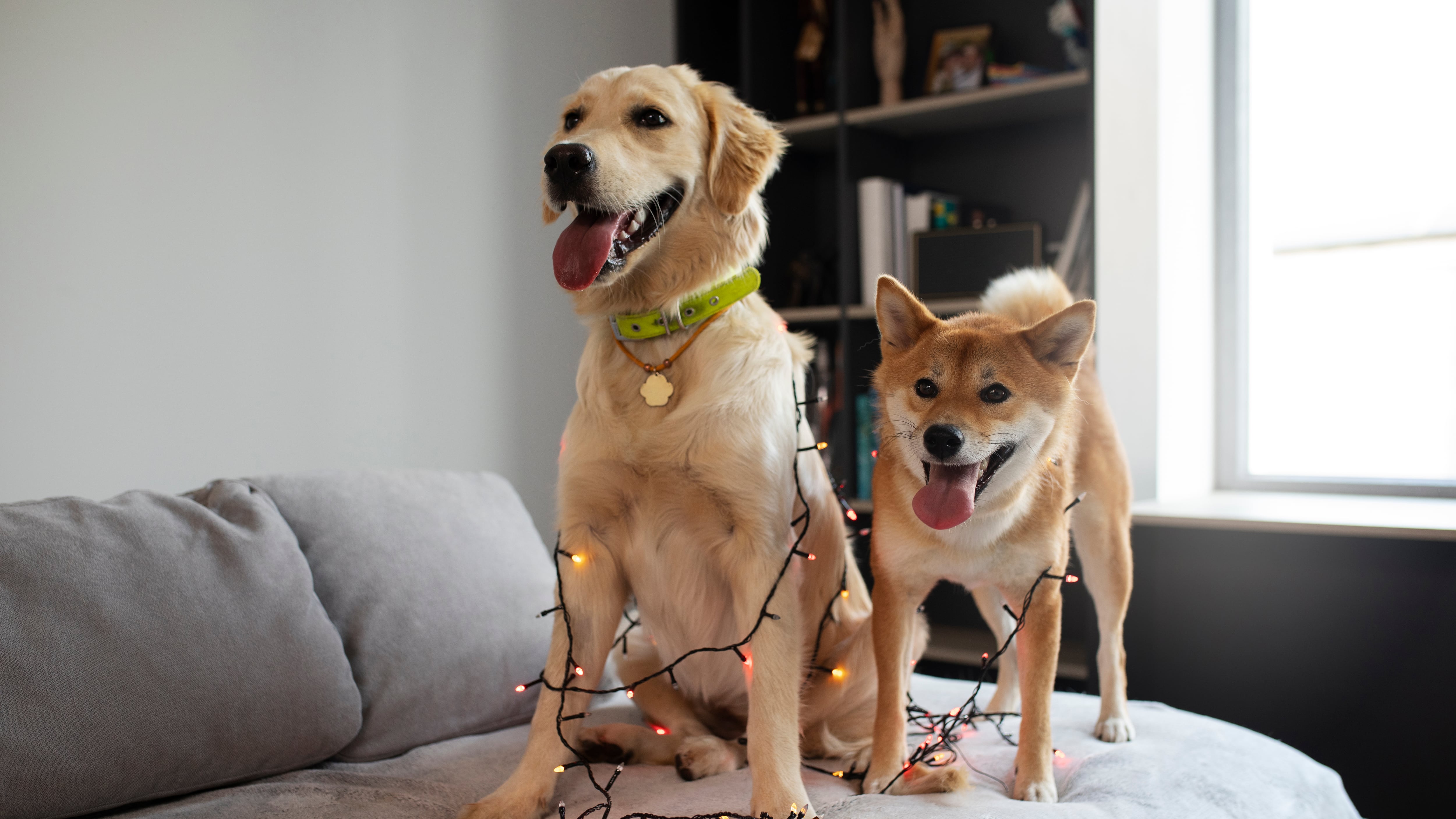 Nuestros compañeros caninos no solamente comparten nuestros hogares, sino que también influyen en la calidad del aire que respiramos en el hogar. Foto: Freepik.