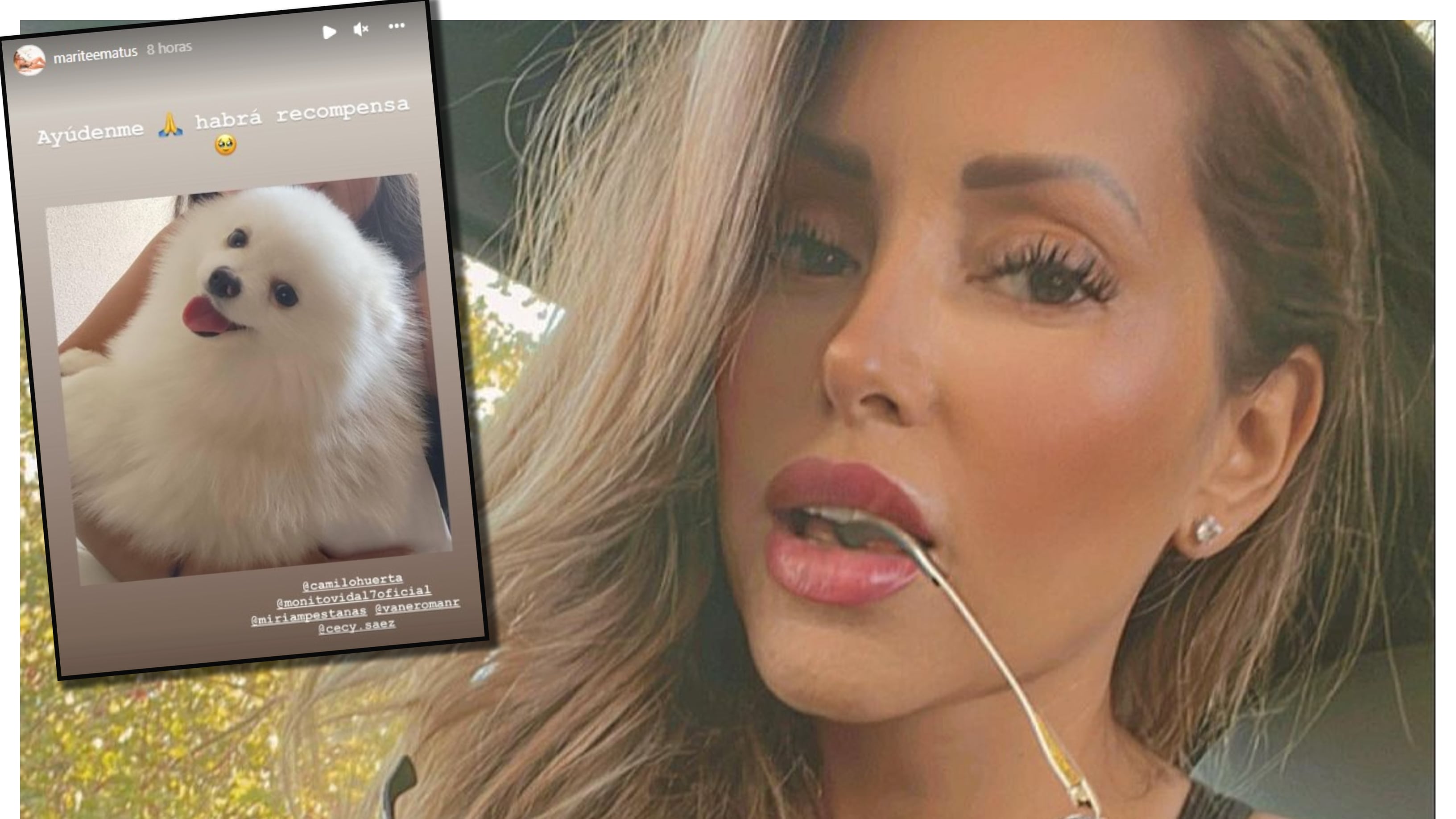 Marité Matus dio cuenta de la desaparición de su mascota en las historias de su cuenta de Instagram.