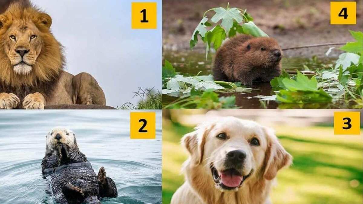 El animal definirá tu personalidad.