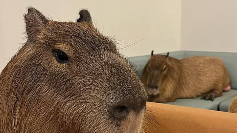 Café con capibaras: Restaurante en Japón ofrece increíble experiencia con estos adorables animalitos