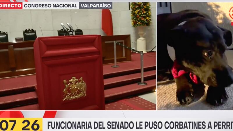 Perritos en el Congreso