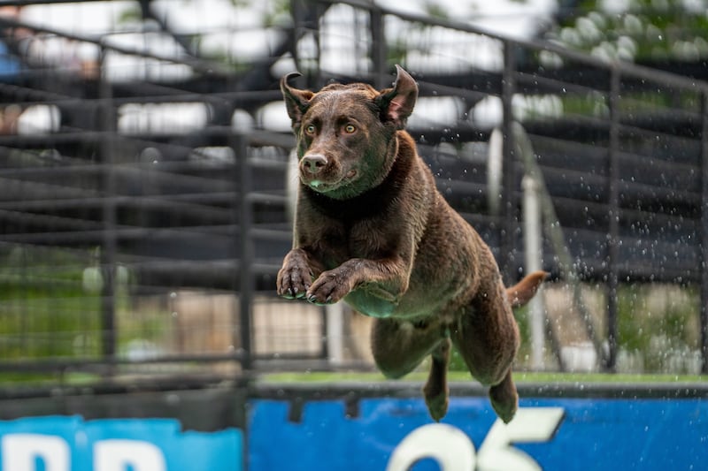 Perro en parque de diversiones