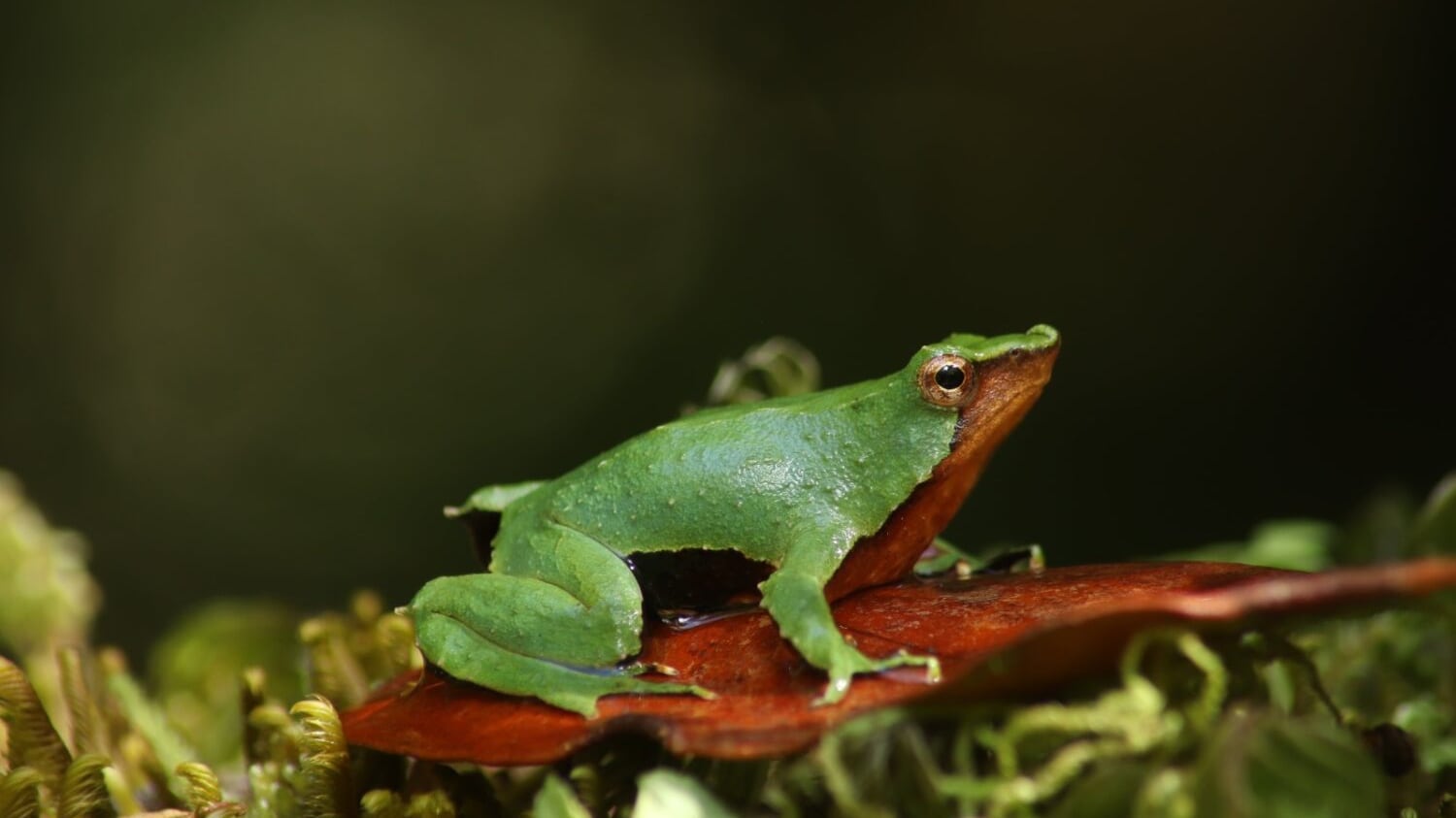 Medio Ambiente confirma que ranita de Darwin ya tiene protección efectiva y anuncia revisión de otros decretos retirados