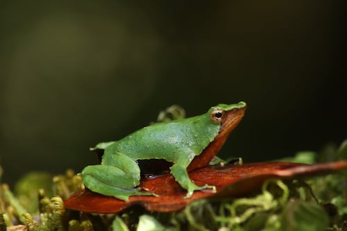 Medio Ambiente confirma que ranita de Darwin ya tiene protección efectiva y anuncia revisión de otros decretos retirados